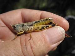 Boopedon flaviventris