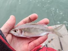 Eucinostomus harengulus