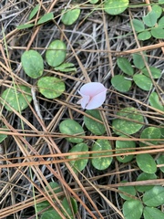 Tephrosia chrysophylla