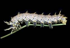 Citheronia splendens