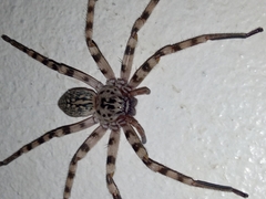 Eusparassus walckenaeri