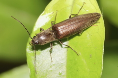 Ochosternus zealandicus