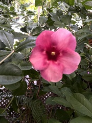 Allamanda blanchetii