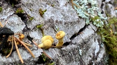 Pholiota adiposa