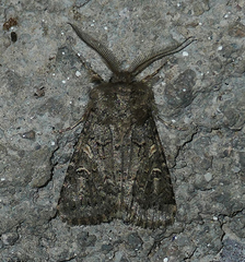 Spodoptera hipparis