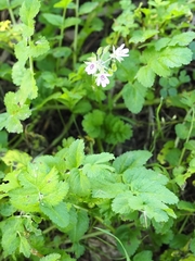 Erodium moschatum