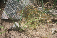 Polycarpaea eriantha