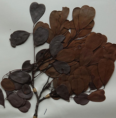 Dalbergia obcordata image