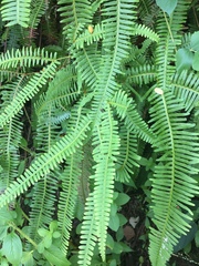 Dicranopteris