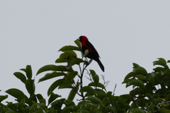 Ramphocelus nigrogularis