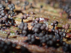 Cribraria cancellata