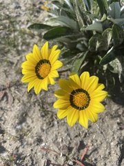 Gazania rigens