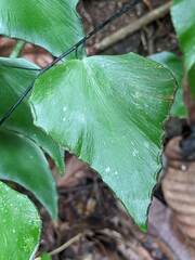 Adiantum seemannii