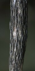 Cylindrostethus