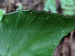 Adiantum seemannii