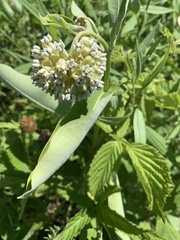 Asclepias syriaca