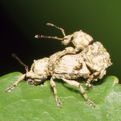 Brachyolus punctatus