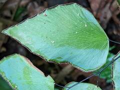 Adiantum seemannii