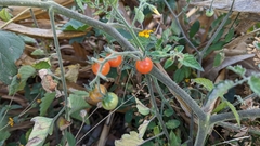 Solanum lycopersicum cerasiforme