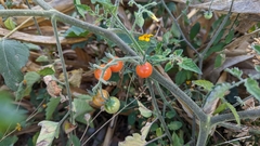 Solanum lycopersicum cerasiforme
