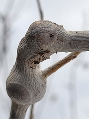 Euhexomyza schineri