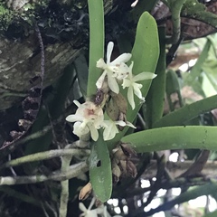 Epidendrum octomerioides