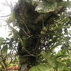 Epidendrum octomerioides