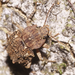 Syrphetodes marginatus