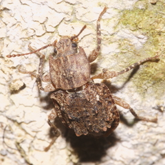 Syrphetodes marginatus