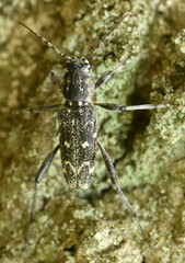 Xylotrechus rusticus