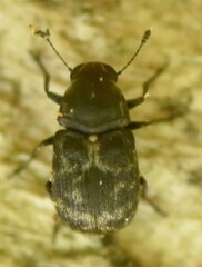 Rhaphitropis marchica