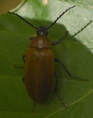 Pseudocistela ceramboides