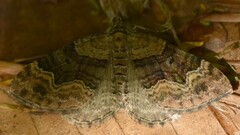 Xanthorhoe quadrifasiata