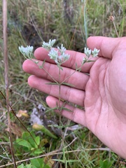 Eupatorium leucolepis