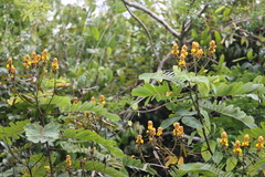Senna reticulata