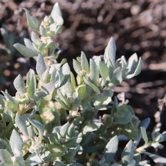 Atriplex lindleyi