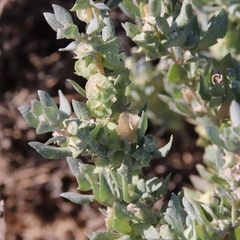 Atriplex lindleyi
