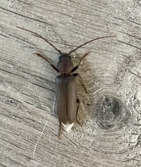 Arhopalus ferus
