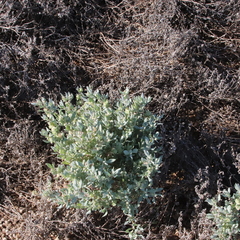 Atriplex lindleyi