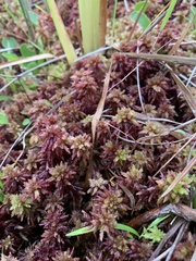 Sphagnum magellanicum