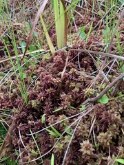 Sphagnum magellanicum