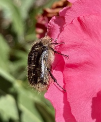 Tropinota squalida canariensis