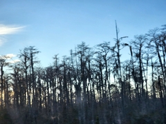 Tillandsia usneoides