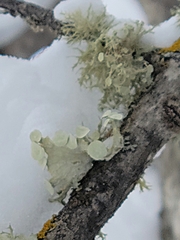 Ramalina sinensis