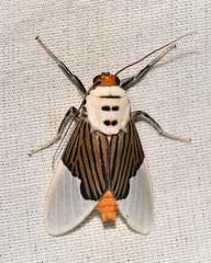 Ischnognatha semiopalina