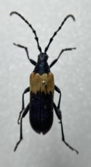 Desmocerus palliatus