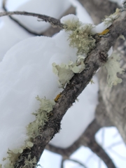 Ramalina sinensis