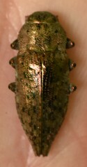 Dicerca berolinensis