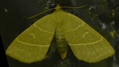 Trisateles emortualis