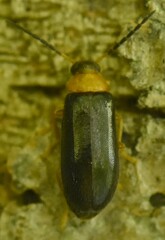 Conopalpus testaceus